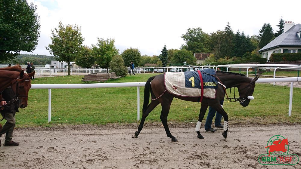 Le 7, Tornado Alley, est non partant dans le quinté de Fontainebleau le mardi 17 mars 2026
