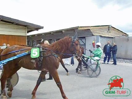 Courses de trot