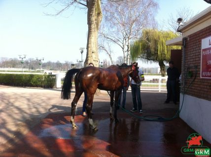 cheval d'obstacle à Enghien