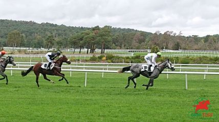 Cheval du jour GRM