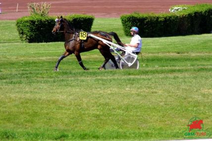 Quinté de trot
