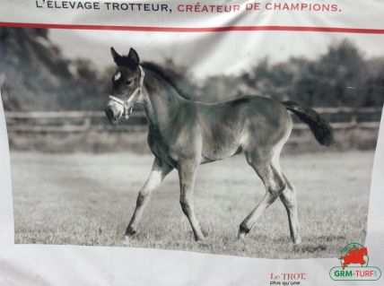 Le quinté sur l'hippodrome de Vincennes