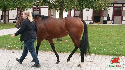 Quinté à Deauville