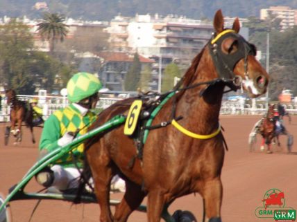 Le trotteur Quoumba de Guez