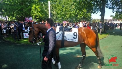 Tiercé-Quarté+-Quinté+ à Auteuil