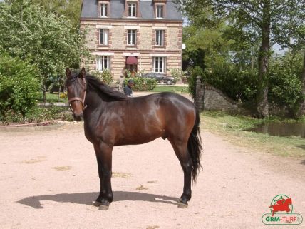 Le quinté sur l'hippodrome de la Côte d'Azur