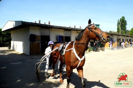 Cheval de course au trot