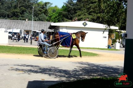 trotteur Bahia Quesnot