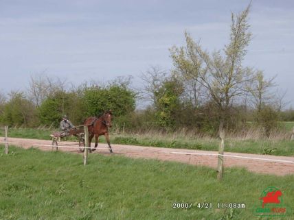 trotteur de course