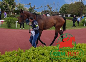 Cheval de course au galop