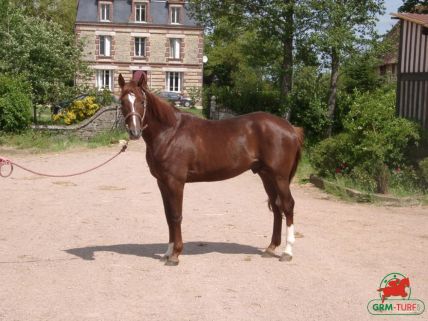 Le quinté , cheval galopeur