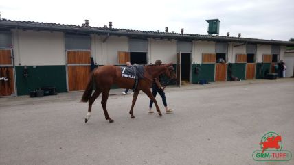 Le quinté , cheval galopeur