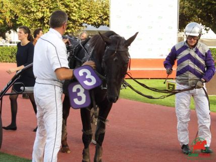 Quinté de trot