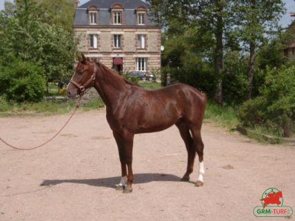 Le quinté , cheval