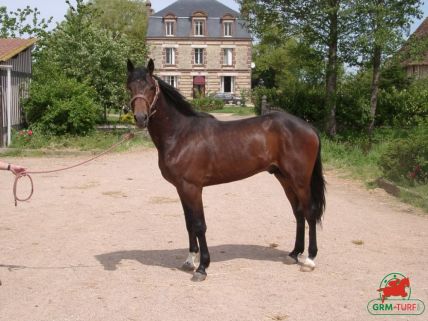 Quinté de trot