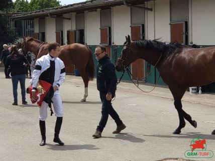 Cheval de course au galop