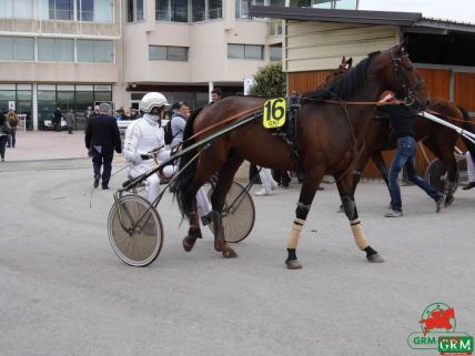 Le trotteur Sancho du Glay