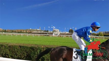 Cheval de course au galop