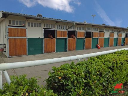 Cheval de course au galop