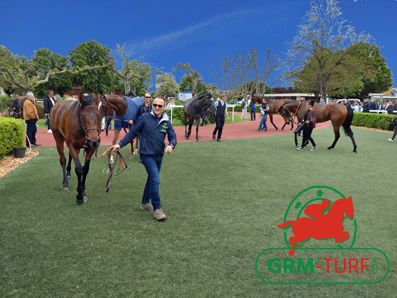 Cheval de course au galop