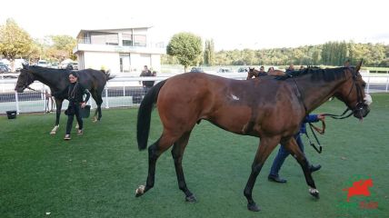 Courses et quinté à Marseille-Borély