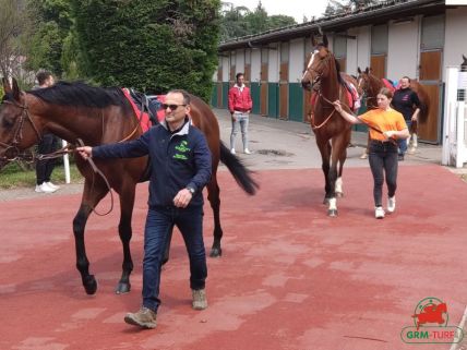 Cheval de course au galop