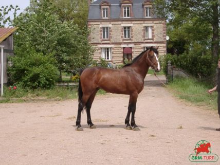 Le quinté , cheval