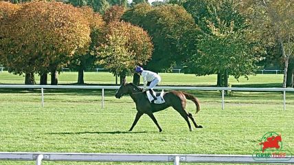 Le gagnant du quinté