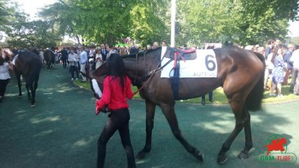 Courses et quinté à Auteuil