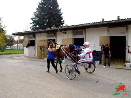 Courses de trot