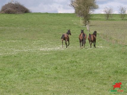 Haras