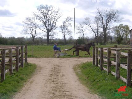 Stéphane Provoost entraîneur de trot