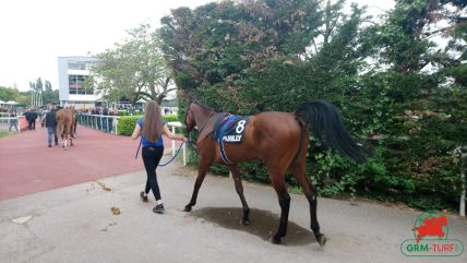 Le quinté , cheval galopeur