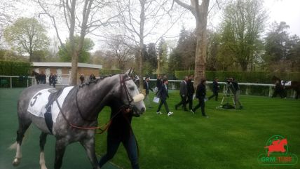 le multi en 5 chevaux