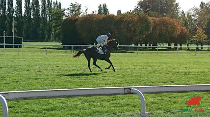 Courses à Deauville