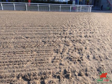 Quinté à Deauville