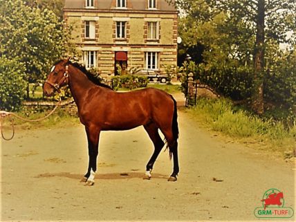 Le quinté sur l'hippodrome de la Côte d'Azur