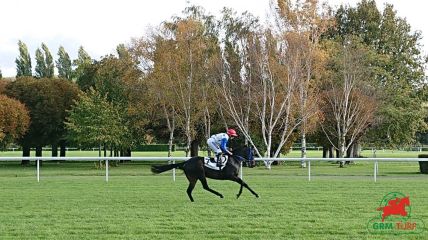 Quinté à Deauville