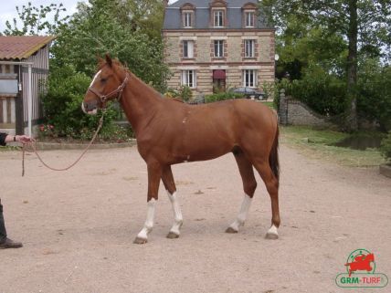 Haras