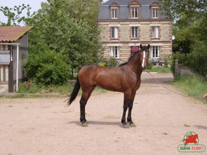 Le quinté sur l'hippodrome de la Côte d'Azur