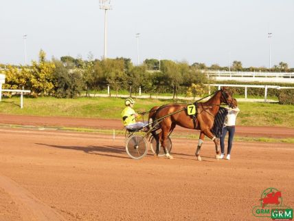 Le trotteur Vanika du Ruel