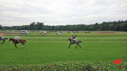 Le quinté , cheval galopeur