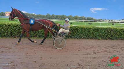 Quinté de Trot