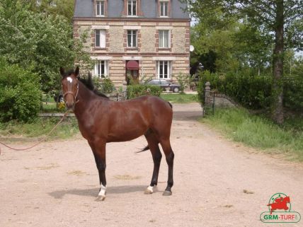 Le quinté à Saint-Cloud