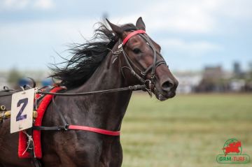 Course de chevaux