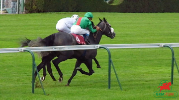 Chevaux à Longchamp