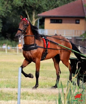 Hippodrome de Skelleftea (Su&egrave;de)