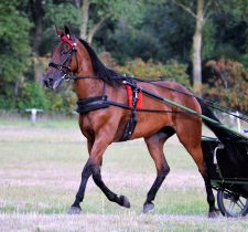 Hippodrome de Vaggeryd (Su&egrave;de)