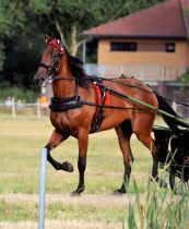 Hippodrome de Skelleftea (Su&egrave;de)